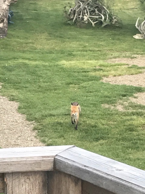 Newhalen Lodge 2017 Expedition - Week #11