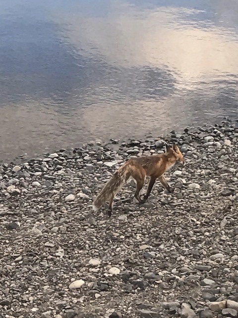 Newhalen Lodge 2017 Expedition - Week #11