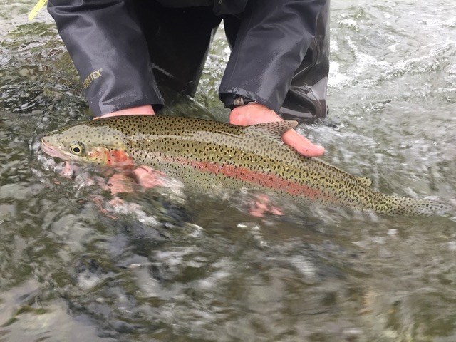 Newhalen Lodge 2017 Expedition - Week #11
