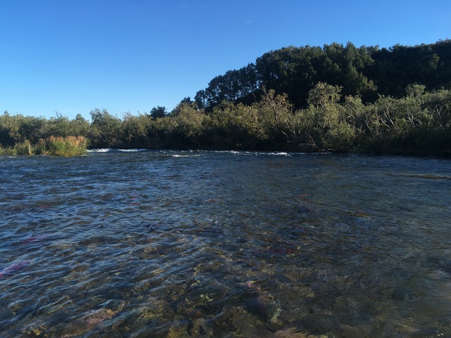 Newhalen Lodge 2017 Expedition - Week #13