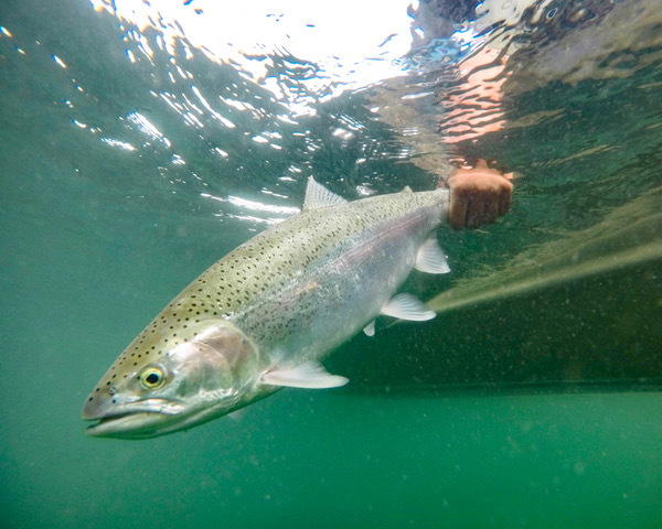 Newhalen Lodge 2017 Expedition - Week #15