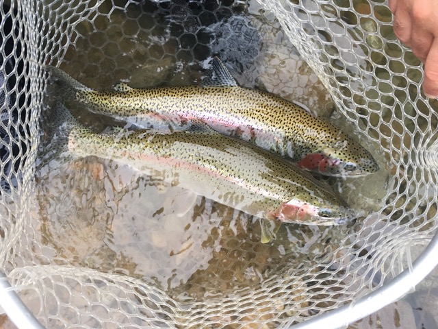 Newhalen Lodge 2017 Expedition - Week #16