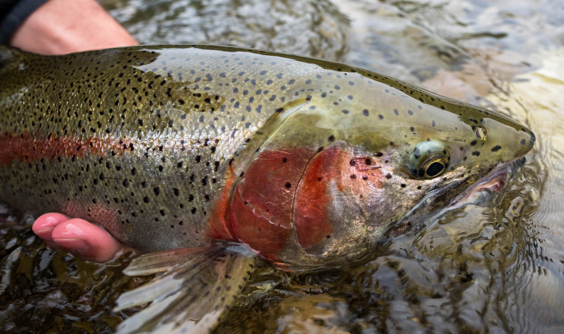 Newhalen Lodge 2019 Expedition - Week #5