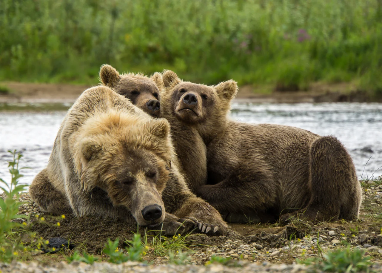 Coastal Bear Viewing