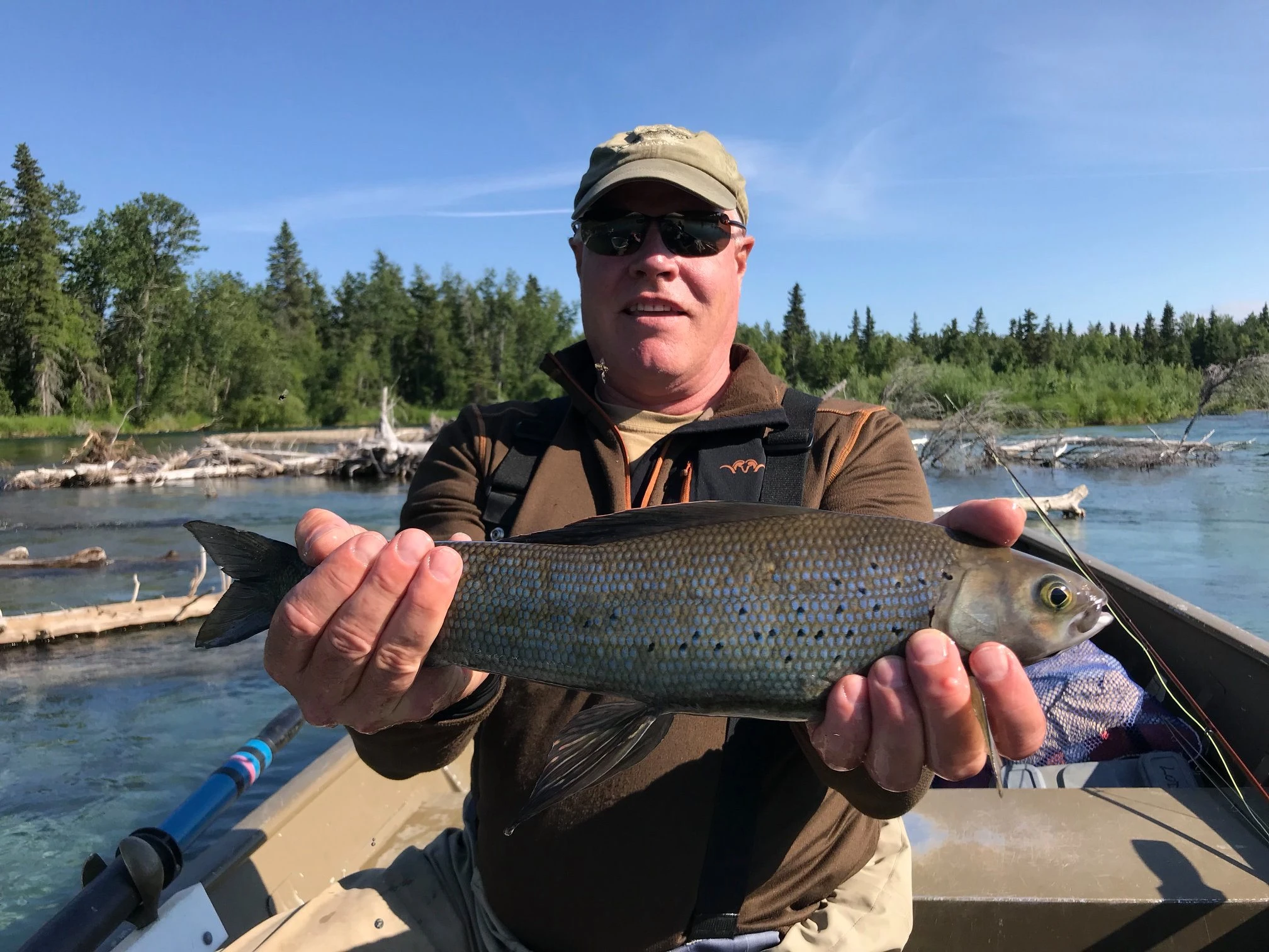 Arctic Grayling