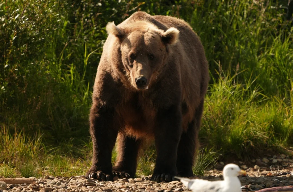 Coastal Brown Bear standing on a gravel riverbank in Bristol Bay wilderness