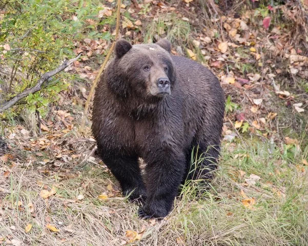Brown bear full body portrait in grass