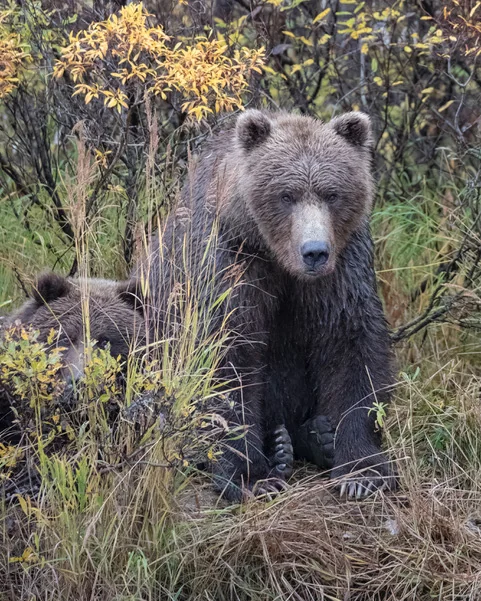 Mother bear and cub close portrait